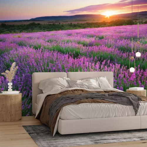 Fototapete Lavendelwiese