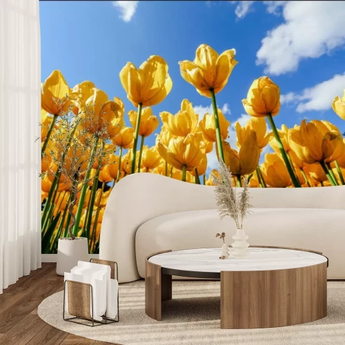 Fototapete Feld der gelben Tulpen