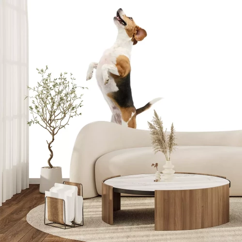 Fototapete Beagle-Hund springt auf weißem Hintergrund 3D-Effekt