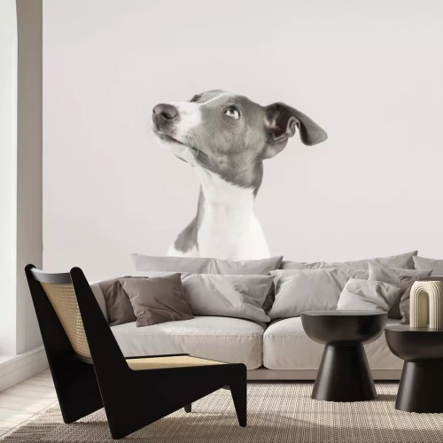 Fototapete Süßer Windhund Welpe Porträt Fotografie auf hellem Hintergrund