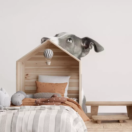 Fototapete Süßer Windhund Welpe Porträt Fotografie auf hellem Hintergrund