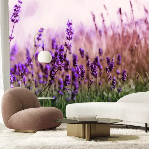 Fototapete Grüne Wiese mit Lavendelblumen
