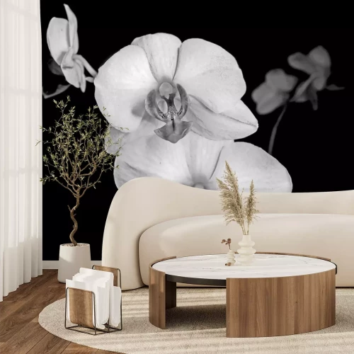 Fototapete Weiße Orchidee auf schwarzem Hintergrund