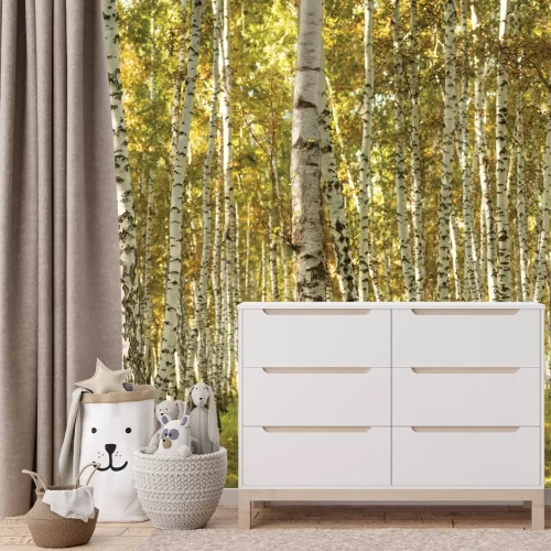 Fototapete Sonnige Landschaft eines Birkenhains