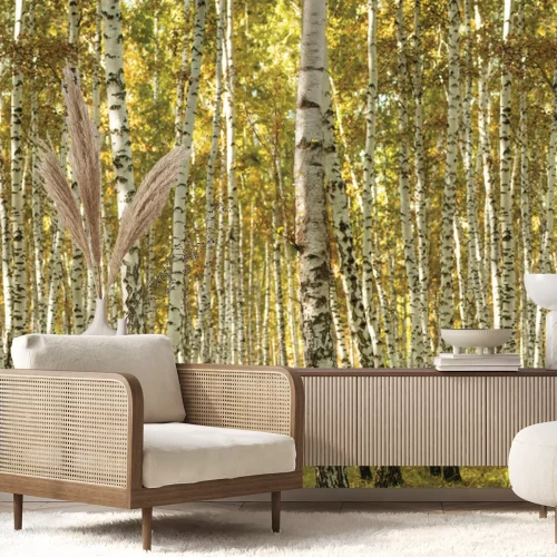 Fototapete Sonnige Landschaft eines Birkenhains