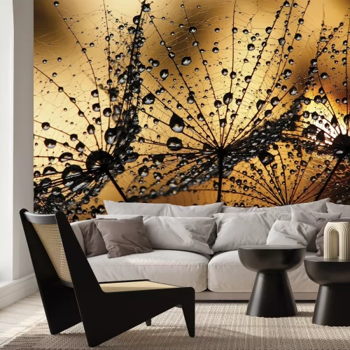 Fototapete Sonnenuntergang und Löwenzahn mit Tautropfen