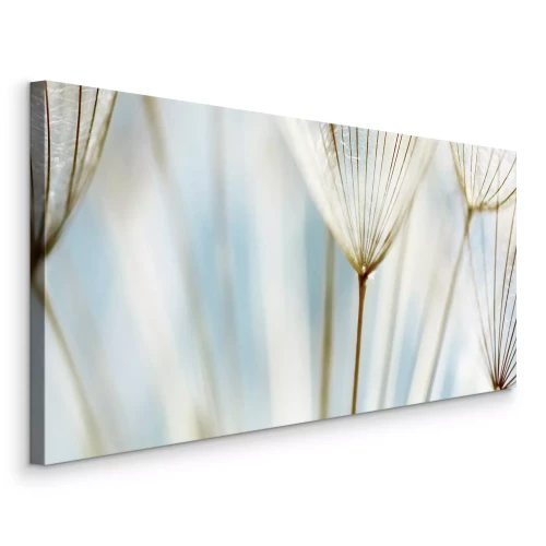 Bild Nahaufnahme von Löwenzahnsamen im Licht