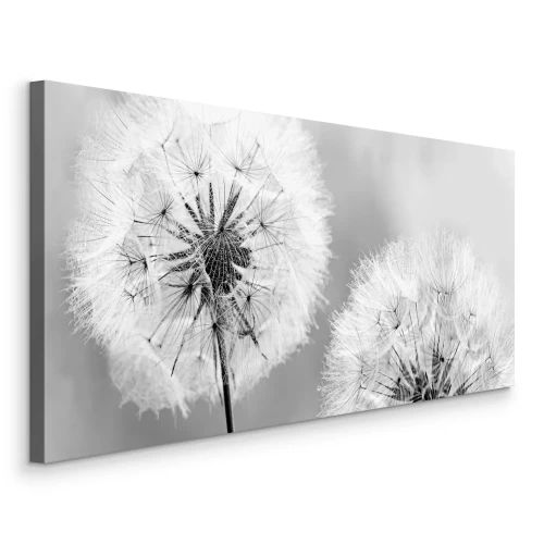 Bild Zwei Löwenzahnblüten in einer Schwarzweißaufnahme