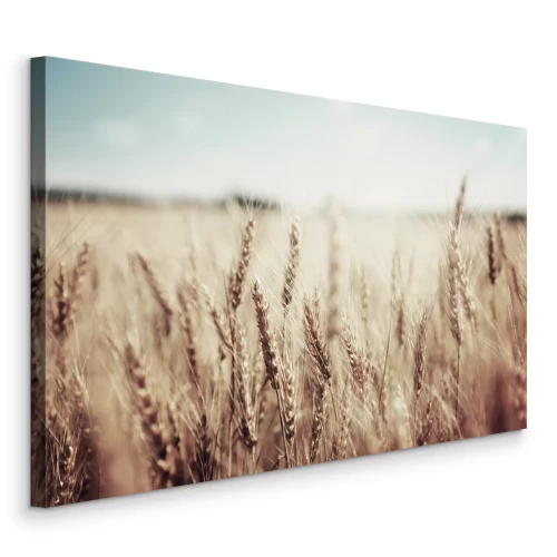 Bild Ähren im sanften Licht