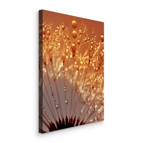 Bild Makroaufnahme eines Löwenzahns mit Tropfen im goldenen Licht