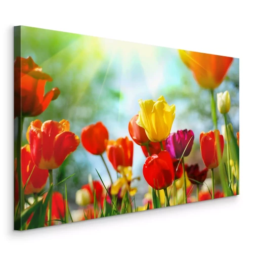 Bild Bunte Tulpen in der Sonne auf einer Frühlingswiese