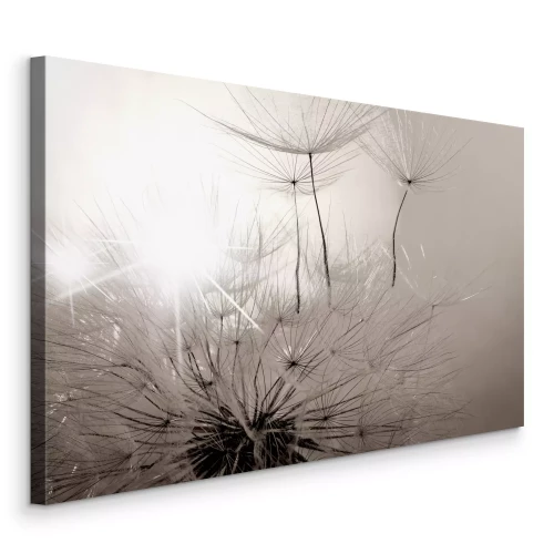 Bild Löwenzahn-Makroaufnahme in Schwarzweiß