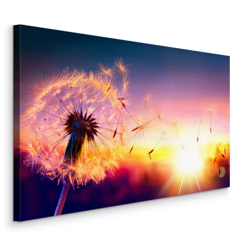 Bild Umherfliegende Löwenzahnsamen in der Abenddämmerung