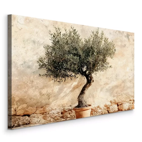 Bild Olivenbaum im Topf