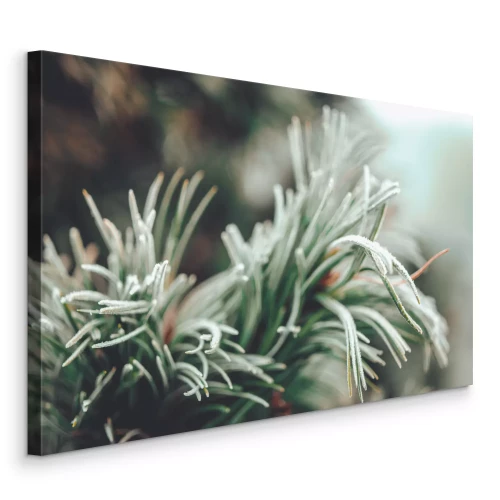 Bild Nahaufnahme eines grünen Kiefernzweigs