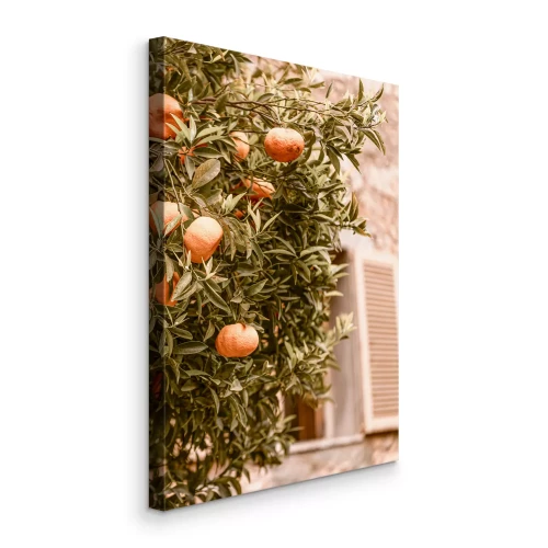 Bild Ein Zitrusbaum neben einem Gebäude in einem warmen Land