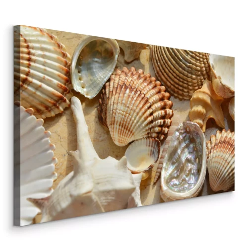 Bild Meeresmuscheln in verschiedenen Formen