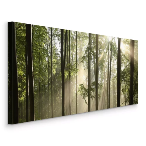 Bild Morgenlicht scheint durch die Bäume