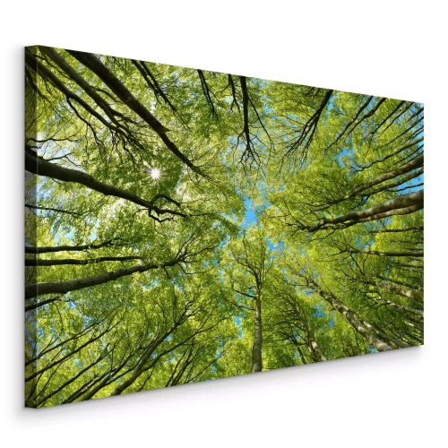 Bild Grüne Baumkronen vor dem blauen Himmel