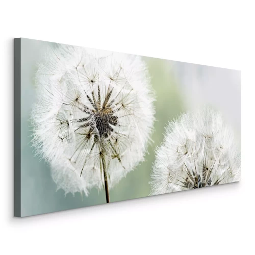 Bild Leichte Löwenzahnblüten in natürlichen Lichttönen