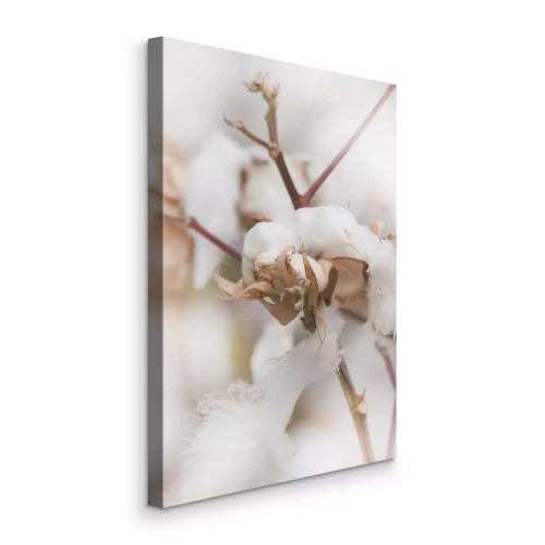 Bild Baumwollzweige vor natürlichem Hintergrund