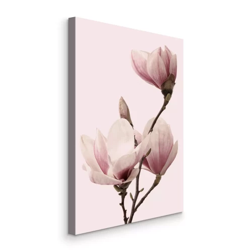 Bild Magnolienzweig mit Knospen auf rosa Hintergrund
