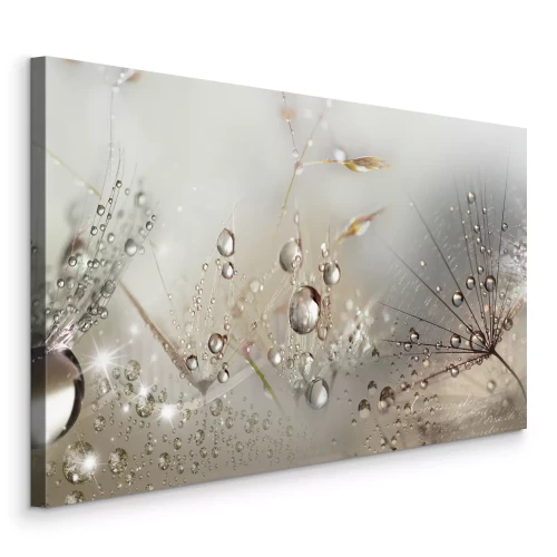 Bild Löwenzahn mit Tautropfen in einem leuchtenden Foto