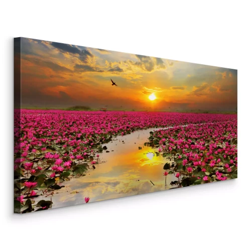 Bild Lotusfeld am Morgen