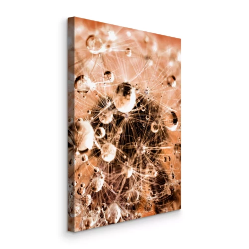 Bild Makrofotografie eines mit Tau bedeckten Löwenzahns