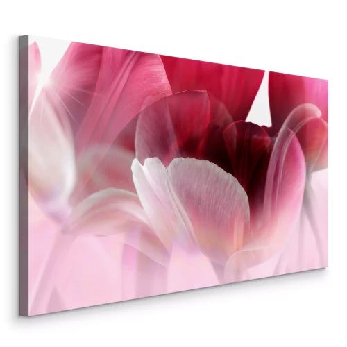 Bild Rosa Tulpenblütenblätter im Licht