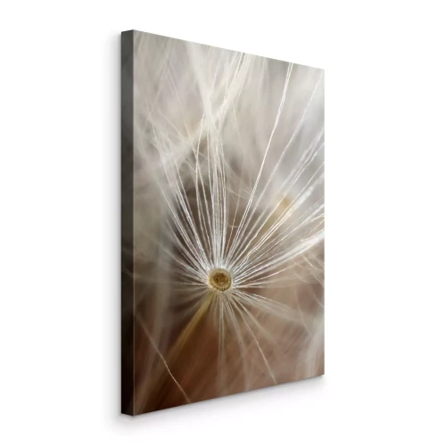 Bild Zarte Löwenzahnfasern vor verschwommenem Hintergrund