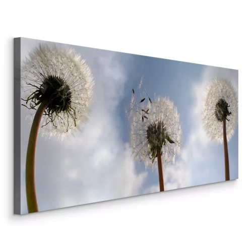 Bild Blick auf Löwenzahn vor dem blauen Himmel