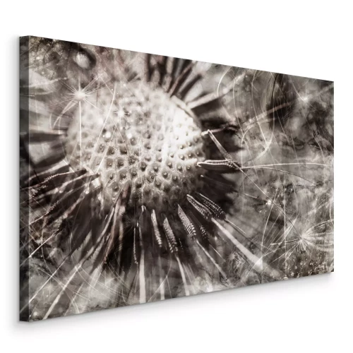 Bild Eine Nahaufnahme eines Löwenzahns in monochromen Tönen