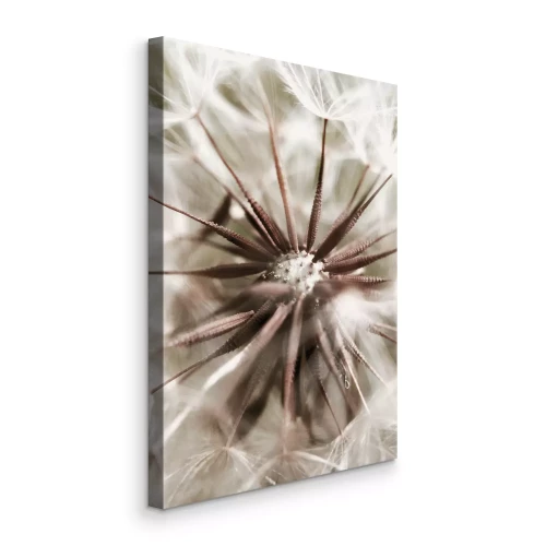 Bild Die Struktur von Löwenzahnsamen in Cremetönen