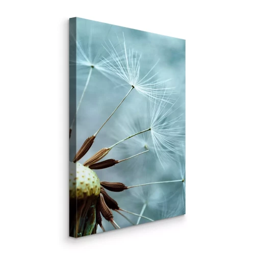 Bild Kühlfarbige Löwenzahnsamen