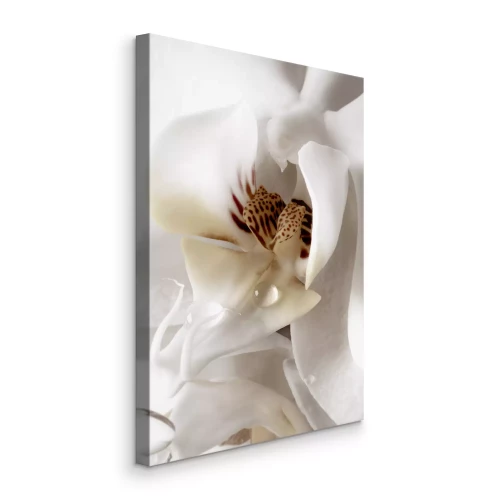 Bild Weiße Blüte mit einem Tropfen Wasser