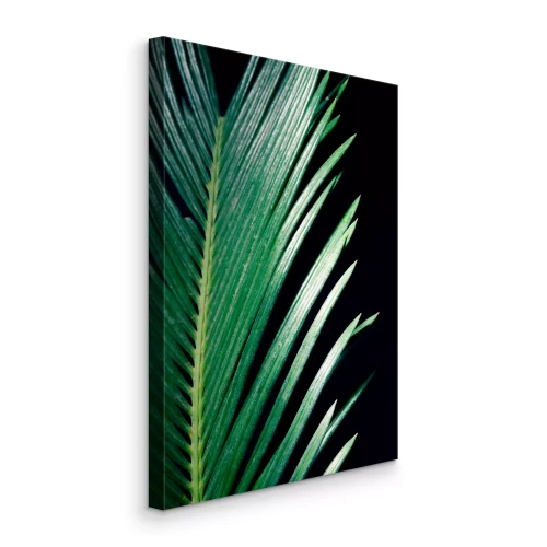 Bild Spitz zulaufende Palmenblätter auf schwarzem Hintergrund