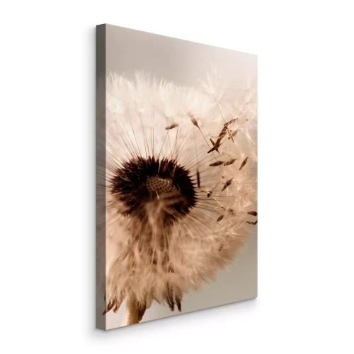 Bild Beigefarbener Löwenzahn mit Samen vor dem Himmel