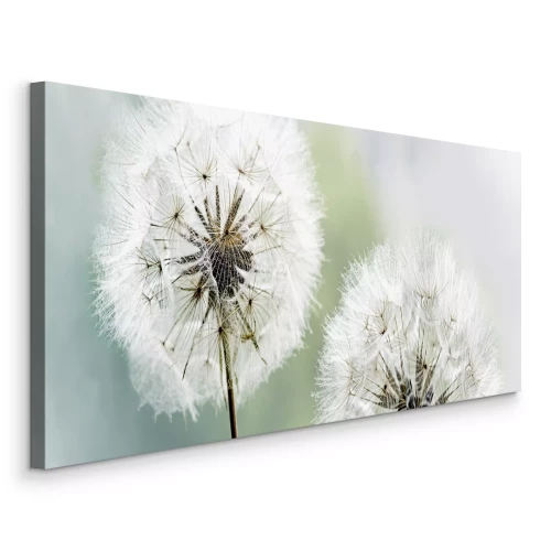 Bild Nahaufnahme von flauschigen Löwenzahnblüten in der Sonne