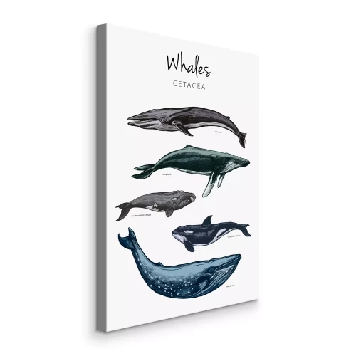 Bild Verschiedene Wale vor weißem Hintergrund