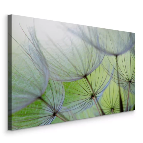 Bild Nahaufnahme von Löwenzahnsamen im Grünen