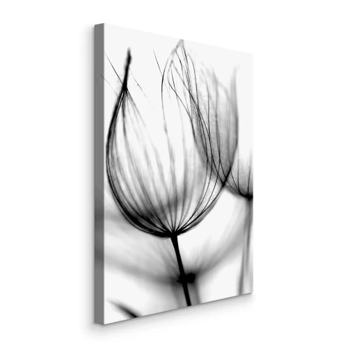 Bild Zarte Strukturen eines Löwenzahns in Makroaufnahme