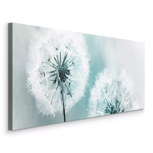 Bild Zwei Löwenzahn im kalten Licht