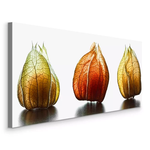 Bild Physalis-Früchte in verschiedenen Farben
