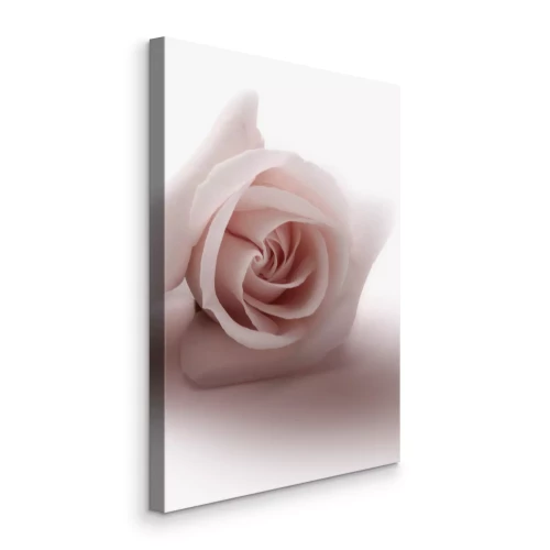 Bild Floral Glamour Glow (1-part) - Delicate and Pastel Pink Rose