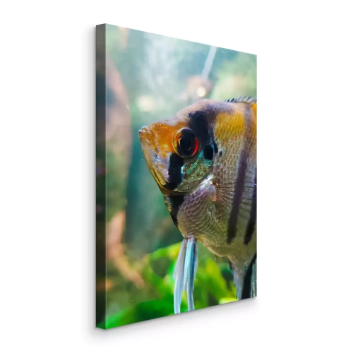 Bild Ein gestreifter Fisch vor dem Hintergrund von Meerespflanzen