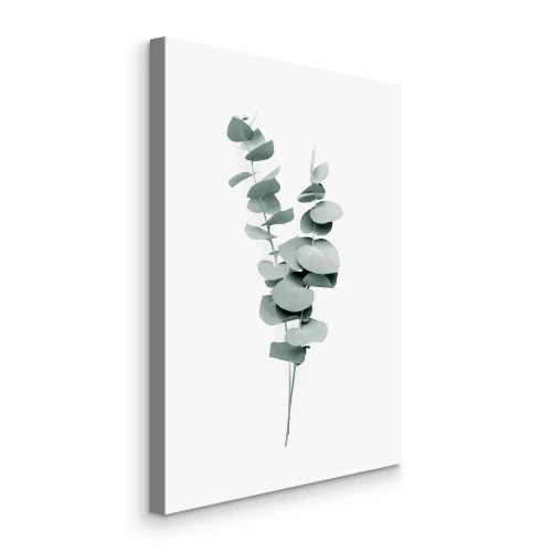 Bild Eukalyptussprossen auf weißem Hintergrund