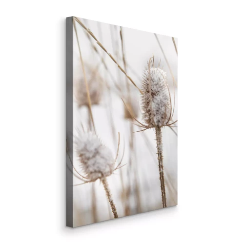 Bild Gräser auf einem schneebedeckten Feld