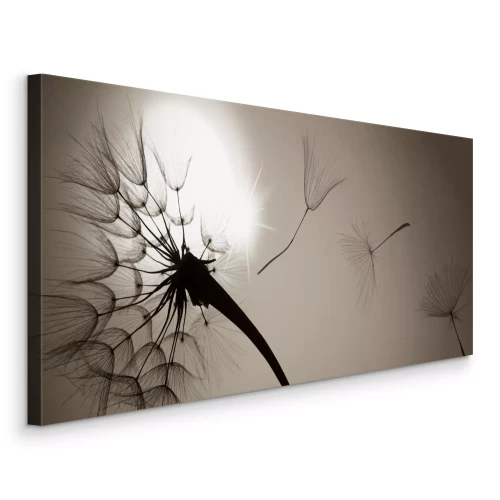 Bild Löwenzahn und Samen gegen die Sonne in Schwarzweiß