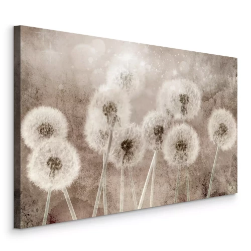 Bild Flauschige Löwenzahnblüten vor einer beigen Wand